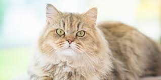 Dia merasa iri dan ingin melihatmu kehilangan kebahagiaan. 10 Foto Kucing Persia Ternyata Punya Variasi Bentuk Wajah Dan Warna Kapanlagi Com