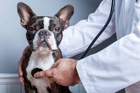 1 further study has revealed that some dog breeds, particularly those that are small, brachycephalic, or chondrodystrophic, exhibit vhs ranges that are significantly larger than other breeds. Canine Heart Disease 6 Things Every Dog Owner Should Know Daily Paws