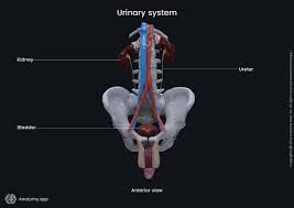 Image result for Bladder Anatomy