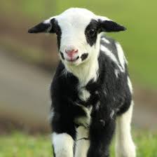 Käyttäjän North Fork Ranch Hair Sheep profiili