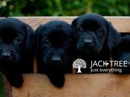 We did not find results for: Free Ad Post Labrador Puppies For Sale Colombo