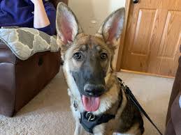 Contact us today to adopt an amazing german shepherd to be a working dog, service dog or family pet! Helping A Fearful German Shepherd Puppy With Her Fear Of New People Dog Gone Problems