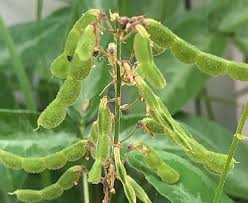 Image result for Desmodium incanum