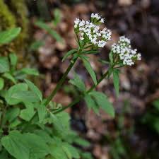 Image result for Valeriana