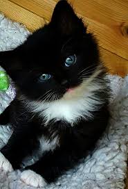 Please contact us for visit. Kitten Meowing Excessively Kittens For Adoption Rhode Island Kitten Adoption Kitten Meowing Kittens