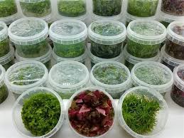 Tissue Culture Plants Cryptocryne Echinodorus Sword Glossostima Rotala Planted Aquarium Indoor Water Garden Fish Tank