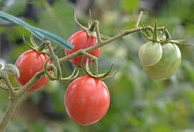 Image result for Solanum memphiticum