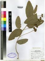 Image result for Pseudoeriosema