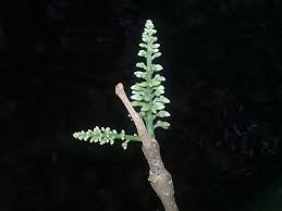 Image result for Ptycholobium plicatum