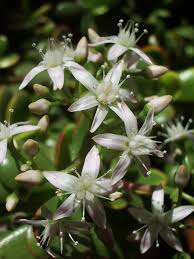 Maybe you would like to learn more about one of these? 35 Year Old Jade Plant Blooms Faithfully Oregonlive Com
