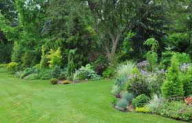 Pin By Ruth Higginson On More Gardening Vegetable Garden Design Conifers Garden Garden Landscape Design