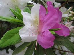 Find & download free graphic resources for white azaleas. What S Up With This Weird Blooming Azalea Daily Press