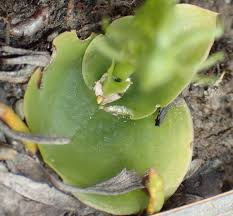 Image result for Habenaria lithophila