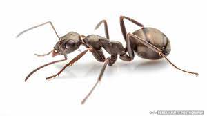 Formica Subsericea Field Ant Ant Species Ants Bugs And Insects