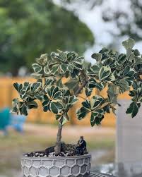 Image result for Eleocharis variegata