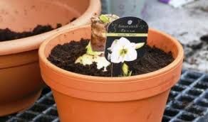 Maybe you would like to learn more about one of these? Amaryllis Care Tips For Optimal Care Of Your Amaryllis