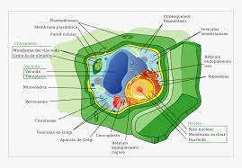 11,003 plant cell premium high res photos. Structure Of An Plant Cell Hd Png Download Transparent Png Image Pngitem