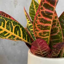 Image result for Croton polytrichus