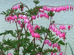 Bellflowers are about 300 annual, biennial and perennial plants of varying heights, so be sure to choose the one fitting your needs the best. 21 Perennial Flowers That Bloom All Summer Even From Spring To Fall Flowers Perennials Long Blooming Perennials Herbaceous Perennials