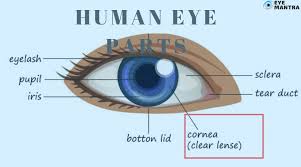 Image result for Cornea