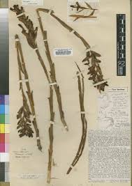 Image result for Disa eminii