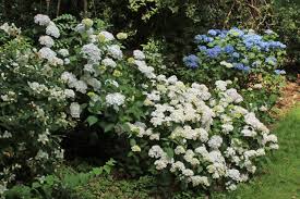 Гортензия крупнолистная / hydrangea macrophylla madame emile mouillere. Photo Of The Entire Plant Of Bigleaf Hydrangea Hydrangea Macrophylla Mme Emile Mouillere Posted By Ruuddeblock Garden Org