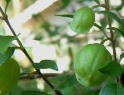 Image result for Tinnea rhodesiana