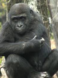 Последние твиты от ケイン・ヤリスギ「♂」 (@kein_yarisugi). Cute Kid Gorilla Momoka Three Years Old Ueno Zoological Gardens ã‹ã‚ã„ã„ã‚´ãƒªãƒ© ã®å­ä¾›ãƒ¢ãƒ¢ã‚« ä¸‰æ­³ ä¸Šé‡Žå‹•ç‰©åœ' Animals Cute Animals Cute Animal Photos