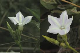 Image result for Ipomoea hochstetteri