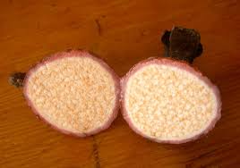 Image result for Hydnora