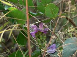 Image result for Canavalia cathartica