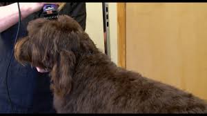 Check spelling or type a new query. The Must Haves Puppy Supply List Mini Aussiedoodles And Australian Labradoodle Puppies Best Aussiedoodle Breeders In Washington State Portland Oregon
