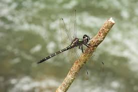 Image result for Libellulidae