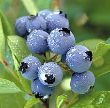 Thousands of companies like you use panjiva to research suppliers and competitors. Blueberry Imported Buy Blueberry In Selangor Malaysia From Euro Atlantic Sdn Bhd