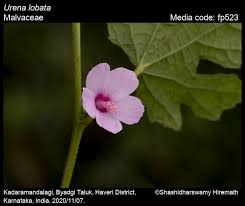 Image result for Urena lobata