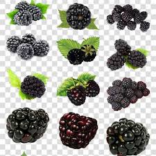 黑莓素材黑莓果露莓blackberry material blackberry raspberry blackberry fruit image