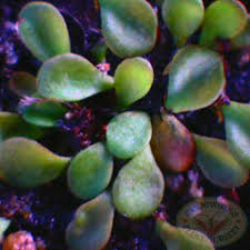 Image result for Genlisea