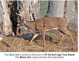 Where To Aim Broadside Walking Real Photo 2016 Whitetail Deer Whitetail Deer Hunting Bow Hunting Deer