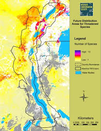 Image result for Crassocephalum ducis-aprutii