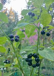 Image result for Solanum scabrum