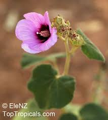 Image result for Hibiscus pusillus