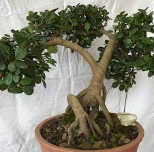 Nepal Bonsai Hobbist