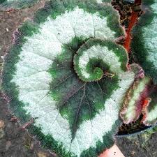 Jual benih / bibit tanaman online cart / rp 0,00. Halaman Download Jual Bibit Tanaman Begonia Keong Tanaman Hias Online Maret 2