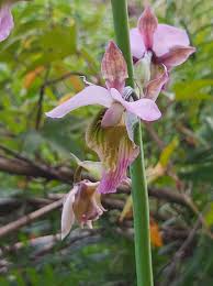 Image result for Eulophia katangensis