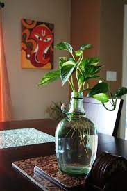 Img 6066 Jpg 427 640 Plant Decor House Plants Decor Indian Home Decor