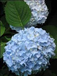 One Day I Ll Have My Fave Blue Hydrangeas Inside Here Or Out Growing Hydrangeas Hydrangea Care Summer Hydrangeas