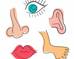 Your leg connects to your body at your hip. Body Parts Name For Kids Apk Free Download For Android