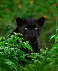 Indian Black Panther Photographer Mithunhphotography Wildlife Nature Nationalgeographic Natgeo Bigcat Bigcats Lion Leo Animals Animals Wild Wildlife