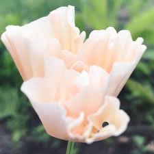 Image result for Eschscholzia californica