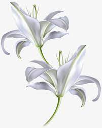 Vector Hand Painted White Lily Lily Clipart Vector Diagram Hand Png Transparent Clipart Image And Psd File For Free Download Lily Painting Flower Drawing Flower Painting